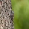 Short-toed Treecreeper